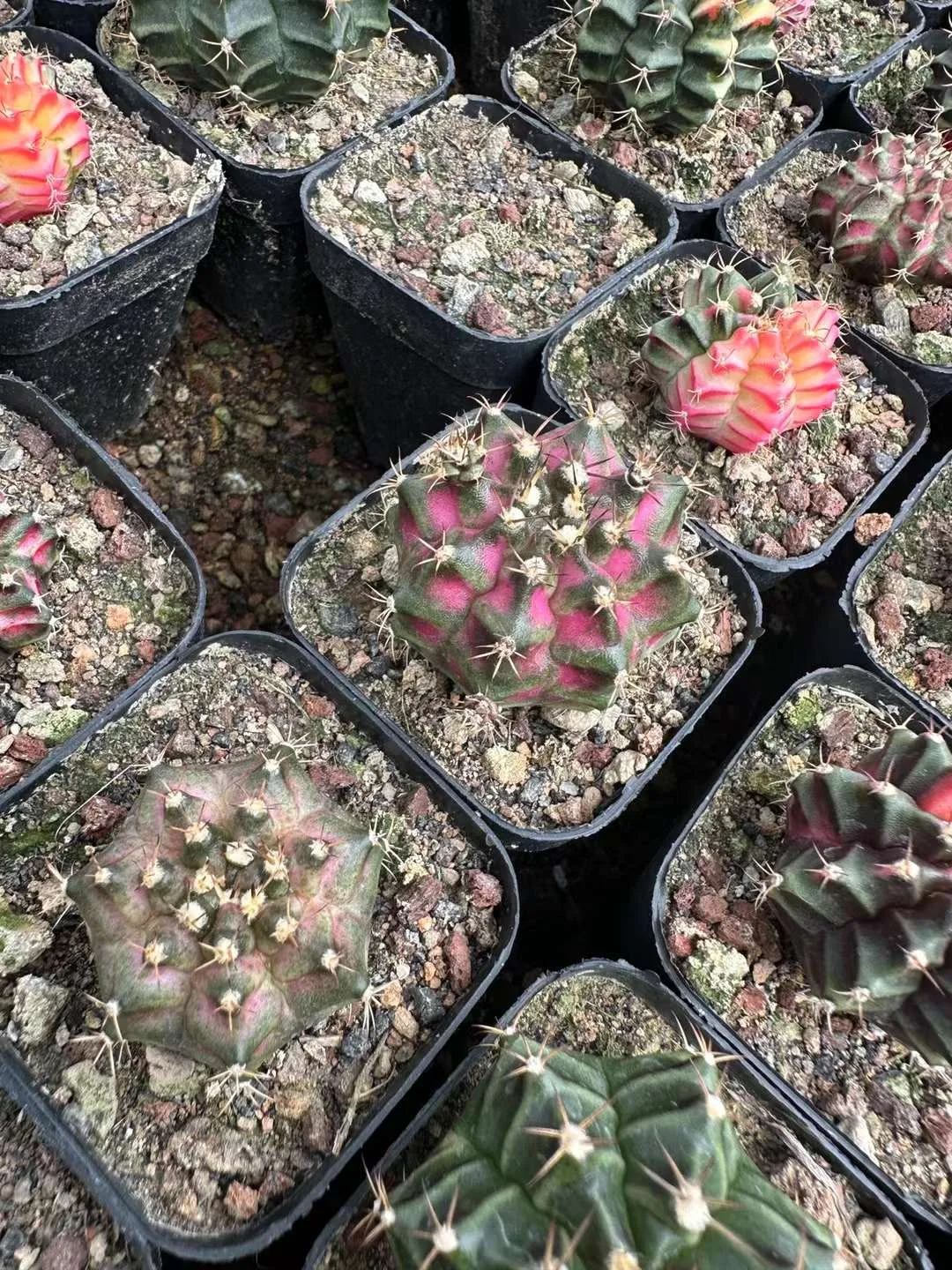 plant Aeonium Echeveria Haworthia  Caudex  Lithops Cactus  Agave 