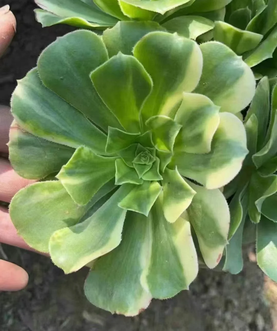 plant Aeonium Echeveria Haworthia  Caudex  Lithops Cactus  Agave 