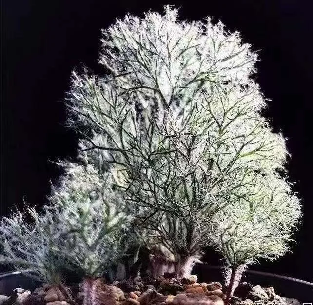 802.  Eriospermum paradoxum  2-3cm  / Caudex  / Succulent plants / Garden landscape / Carefully select healthy plants