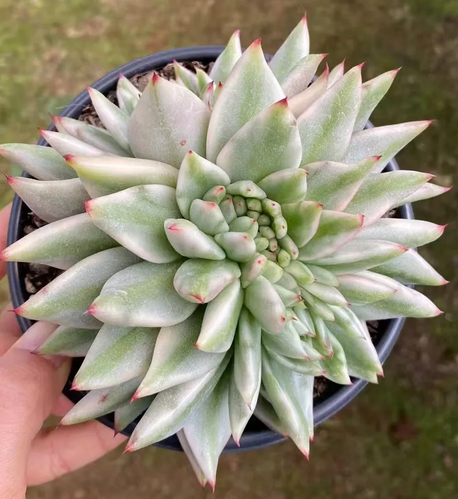 plant Aeonium Echeveria Haworthia  Caudex  Lithops Cactus  Agave 