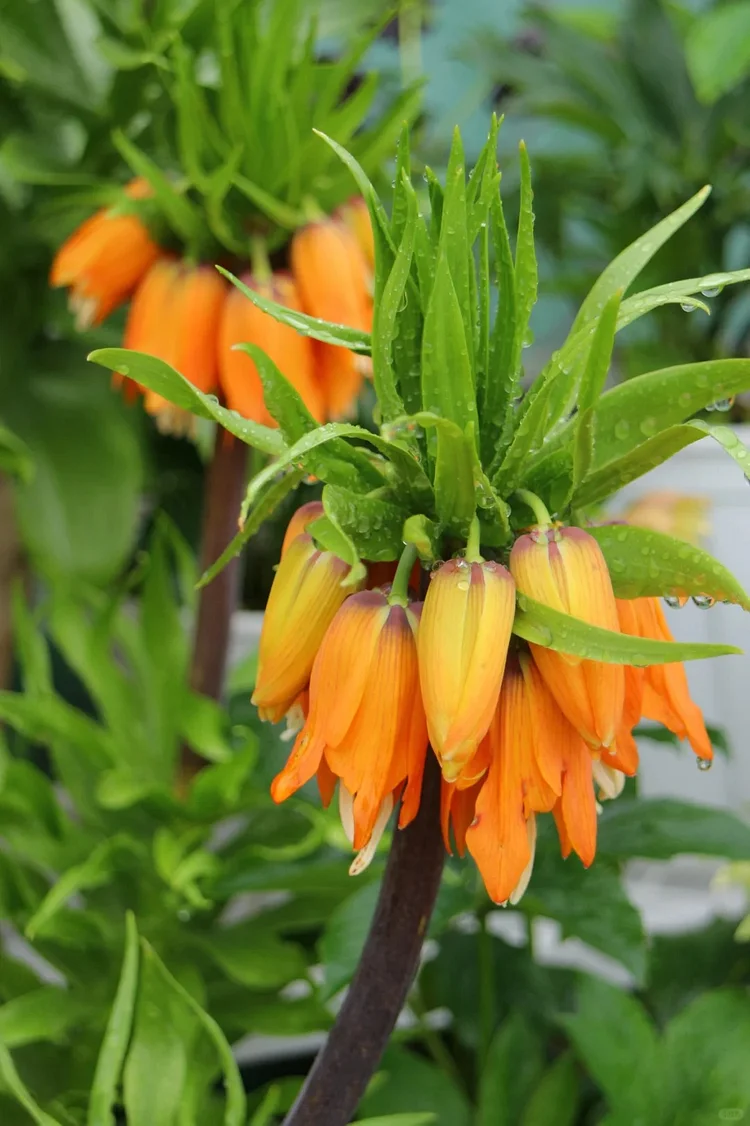 Crown Imperial Seeds – Majestic Spring Blooms