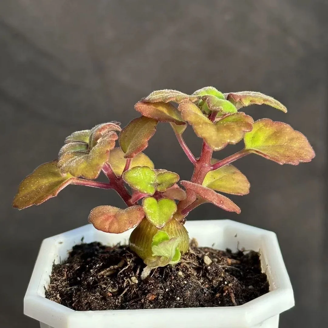 plant Aeonium Echeveria Haworthia  Caudex  Lithops Cactus  Agave 