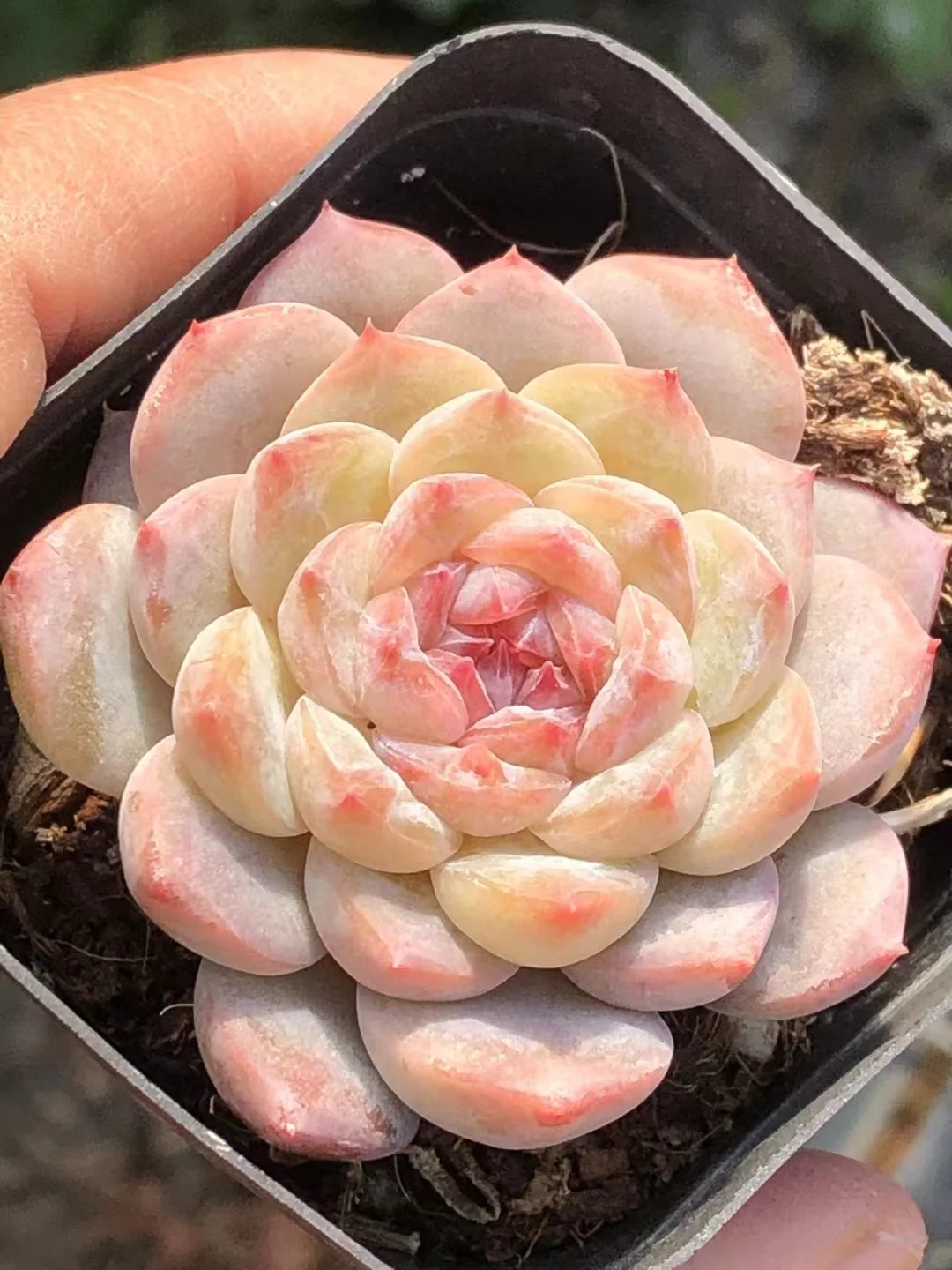 plant Aeonium Echeveria Haworthia  Caudex  Lithops Cactus  Agave 