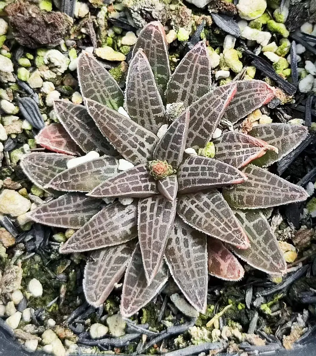 plant Aeonium Echeveria Haworthia  Caudex  Lithops Cactus  Agave 