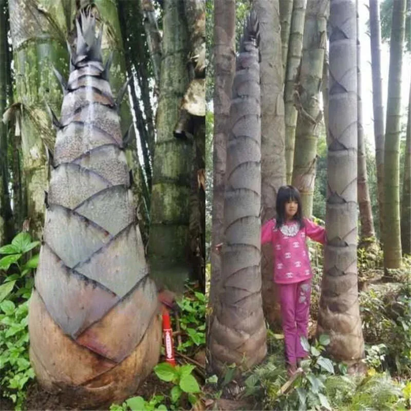 🌿Rare Giant Dragon Bamboo Seeds