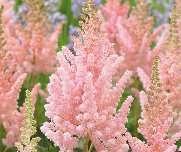Astilbe chinensis 'Vision Inferno' (Chinese Astilbe)