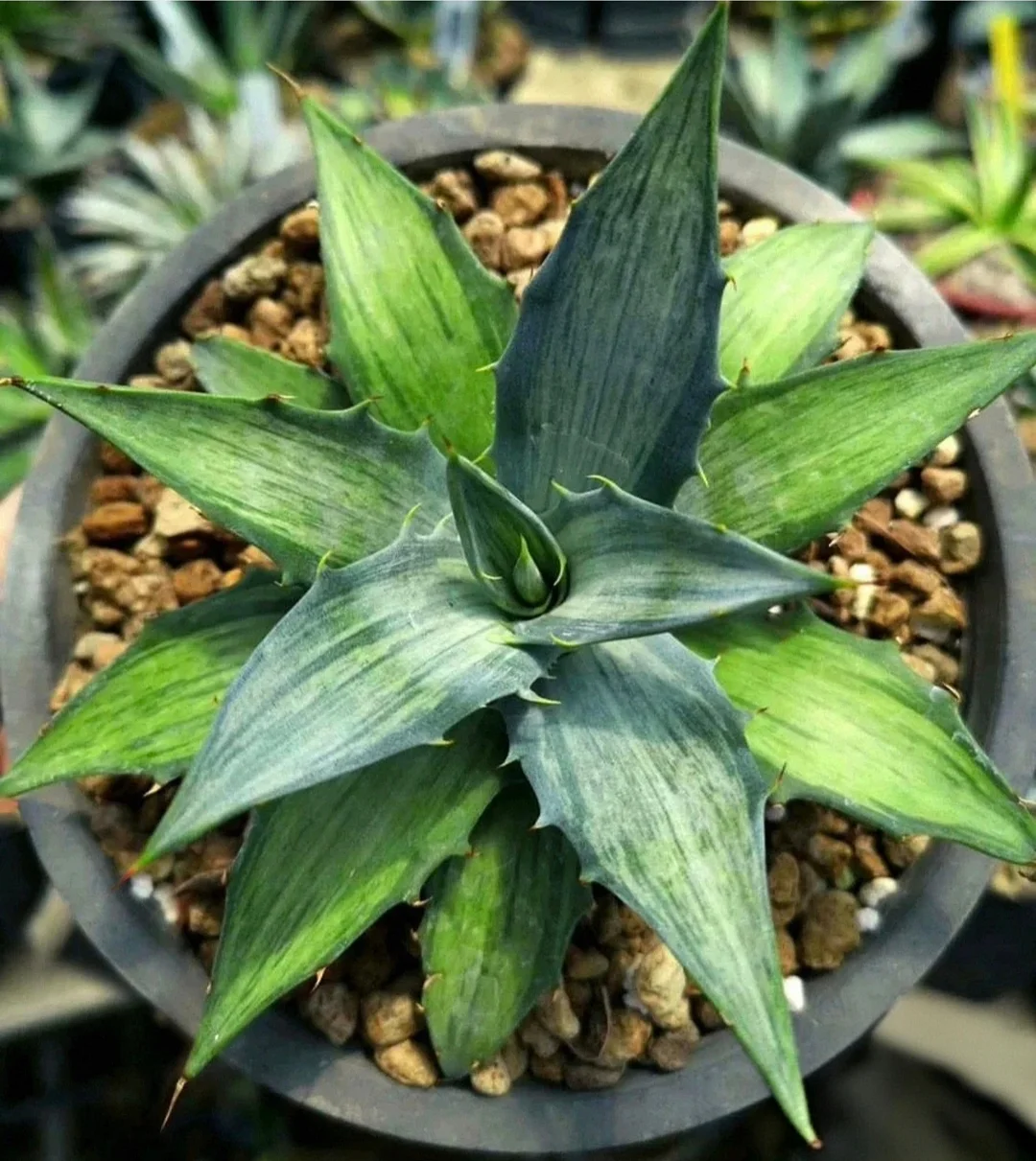 plant Aeonium Echeveria Haworthia  Caudex  Lithops Cactus  Agave 