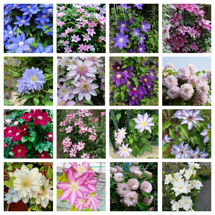 🔥Last Day Sale - 60% OFF🌺-Climbing Clematis Flower⚡Buy 2 Get Free Shipping