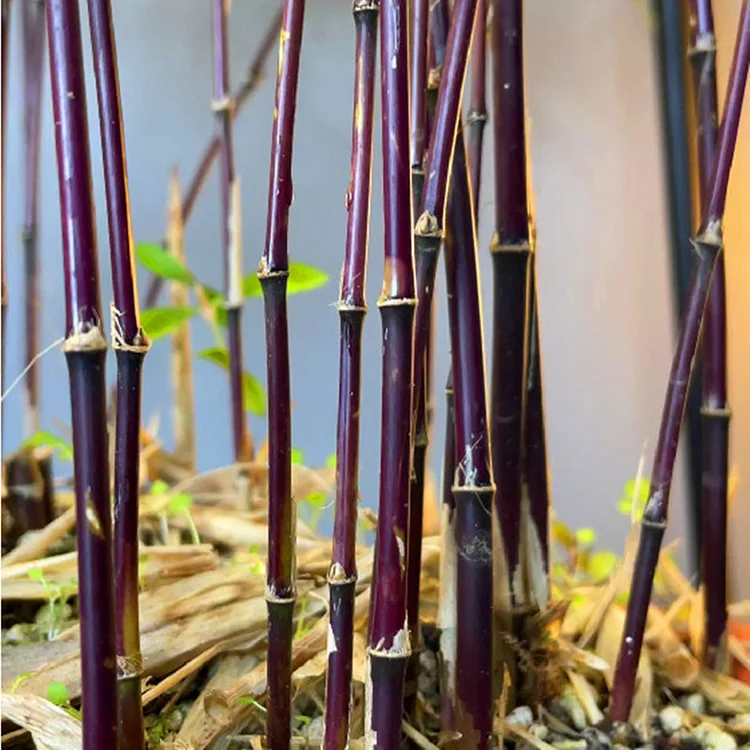 Purple Cold Bamboo - Elegant Zen Indoor and Outdoor Bamboo Plant