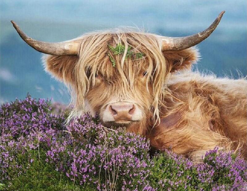 

Highland Cow In The Heather – Paint By Numbers - 40*50CM, 501 Original