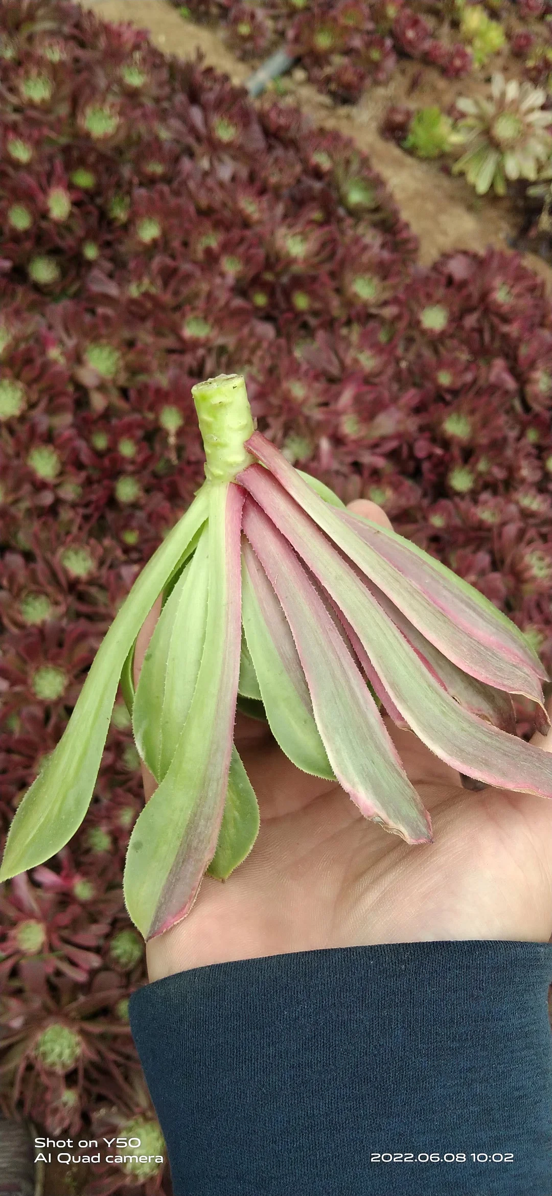 plant Aeonium Echeveria Haworthia  Caudex  Lithops Cactus  Agave 