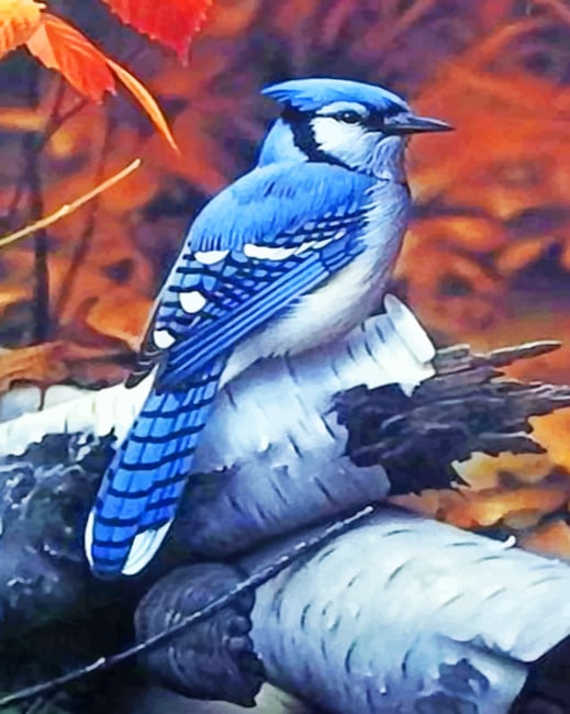 

Blue Jay – Paint By Numbers - 40*50CM, 501 Original