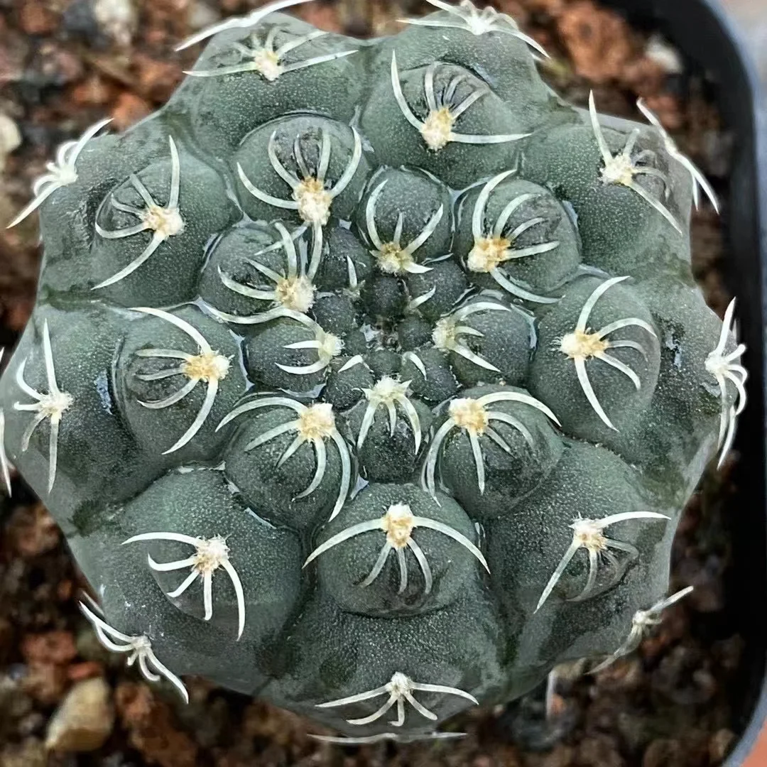 plant Aeonium Echeveria Haworthia  Caudex  Lithops Cactus  Agave 