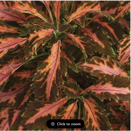 Coral Candy Premium Sun Coleus Seeds Jonyparkseed®