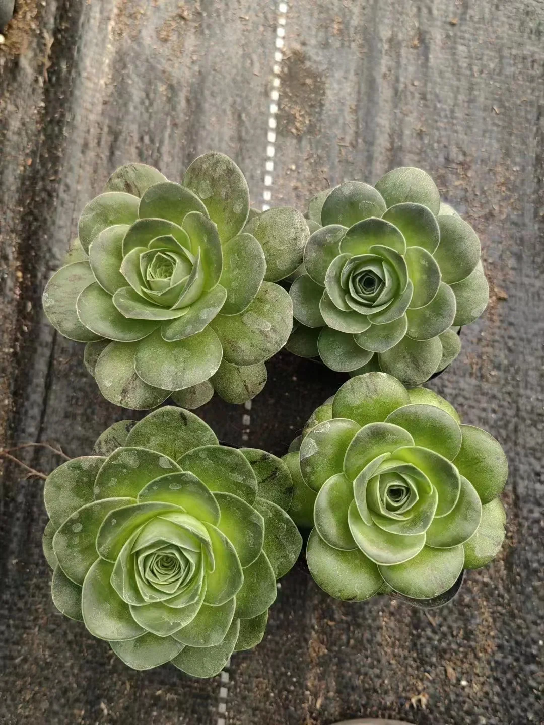 plant Aeonium Echeveria Haworthia  Caudex  Lithops Cactus  Agave 