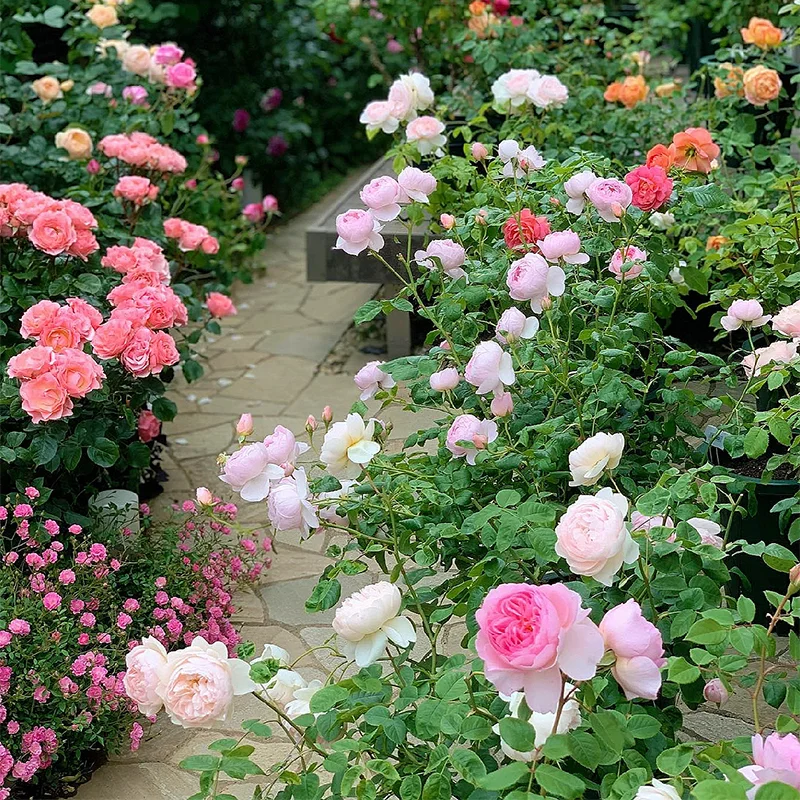 The Enchanted Garden - Over 50 Varieties Mixed Perennial Seeds