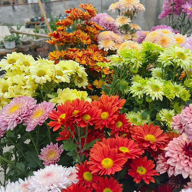 Mixed Perennial Chrysanthemum Seeds