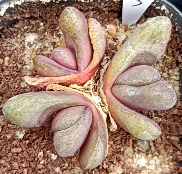 plant Aeonium Echeveria Haworthia  Caudex  Lithops Cactus  Agave 