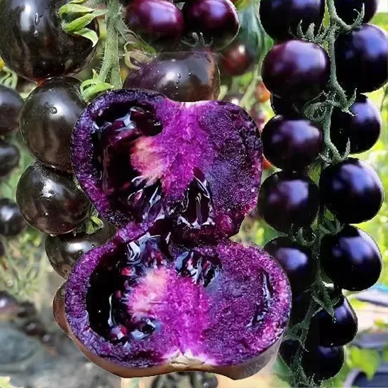 Rare Blueberry Pruple Tomato Seeds No Gmo