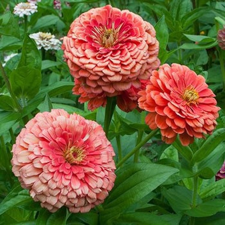 Order 50 seeds lovely Giant Salmon Rose Zinnias Seeds