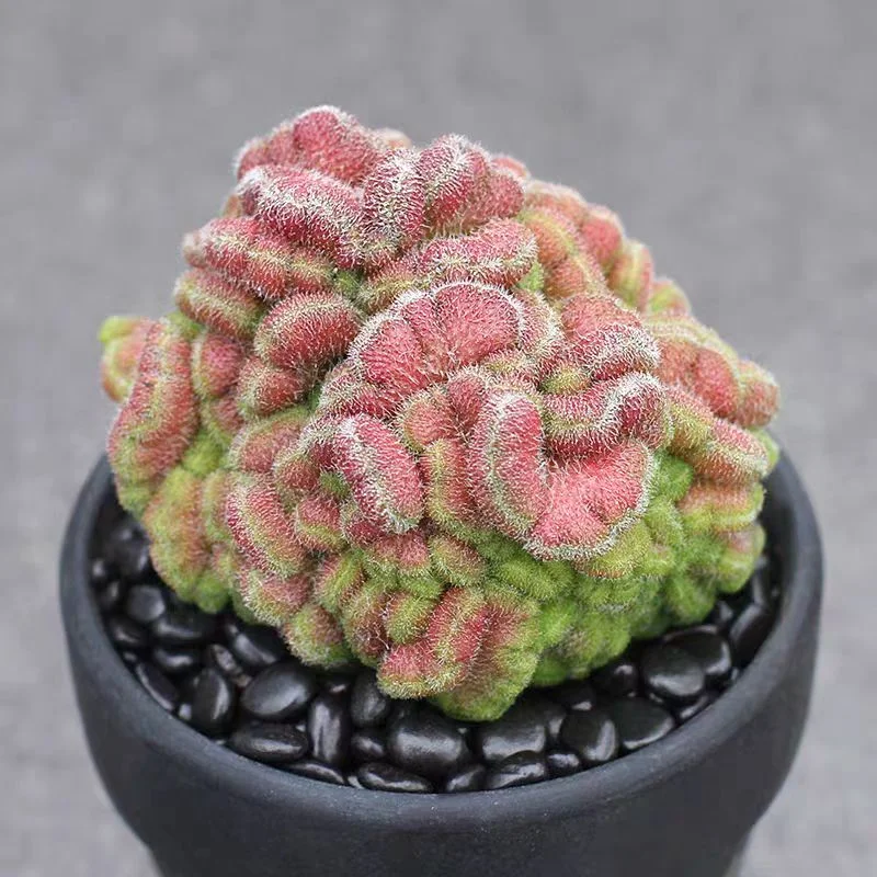 plant Aeonium Echeveria Haworthia  Caudex  Lithops Cactus  Agave 