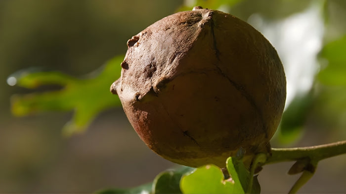 Gall fruit