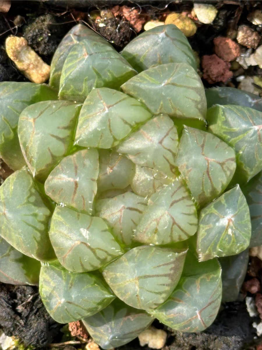 bjbm37.Haworthia cooperi  Succulent Forest 4-5cm/ Haworthia/ Succulent plants / Garden landscape / Carefully select healthy plants
