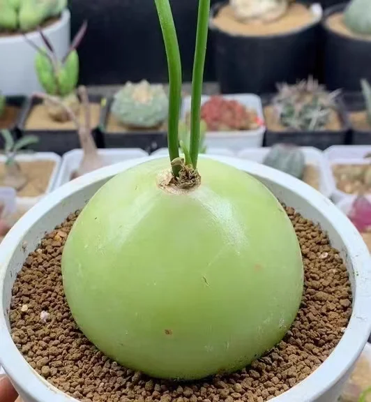 plant Aeonium Echeveria Haworthia  Caudex  Lithops Cactus  Agave 