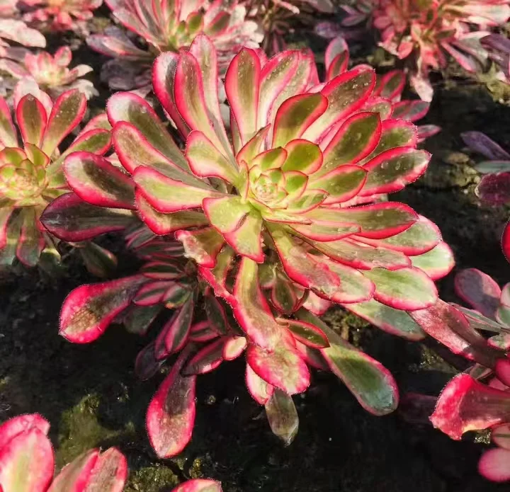 plant Aeonium Echeveria Haworthia  Caudex  Lithops Cactus  Agave 