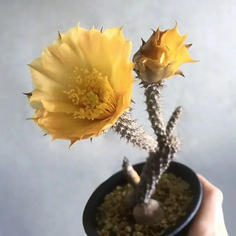 plant Aeonium Echeveria Haworthia  Caudex  Lithops Cactus  Agave 