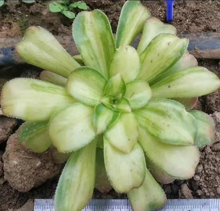 plant Aeonium Echeveria Haworthia  Caudex  Lithops Cactus  Agave 