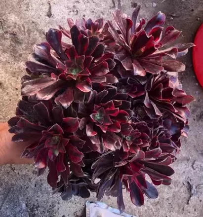 plant Aeonium Echeveria Haworthia  Caudex  Lithops Cactus  Agave 