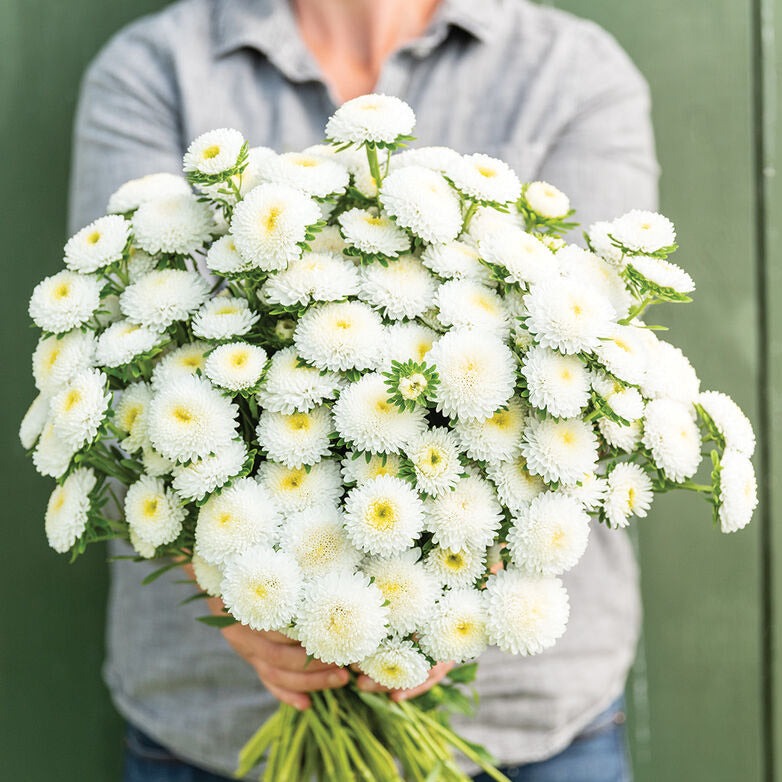 Aster China Matsumoto White Flower | X 50 seeds