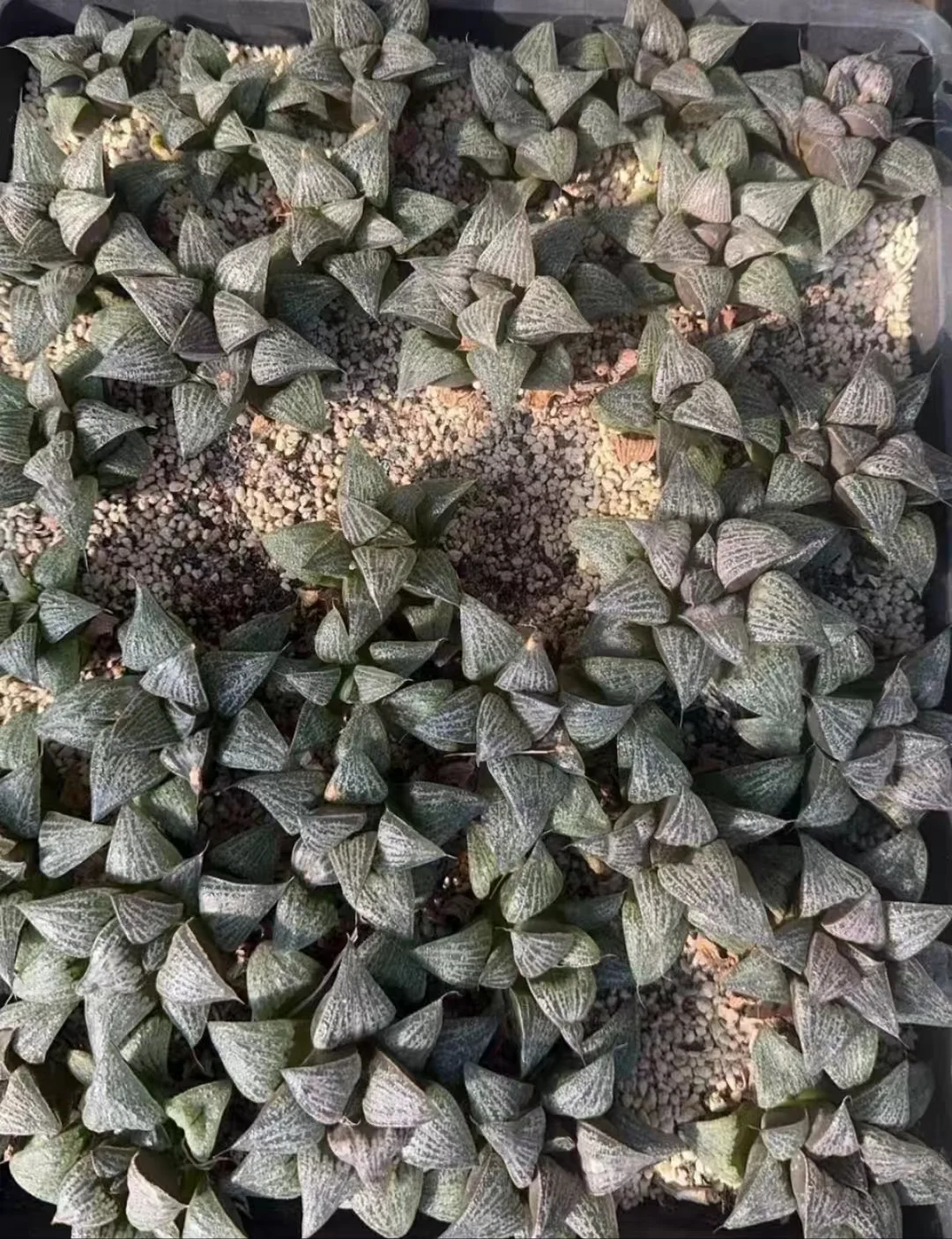 1024.Haworthia splendens shijing 3-4cm/ Haworthia/ Succulent plants / Garden landscape / Carefully select healthy plants