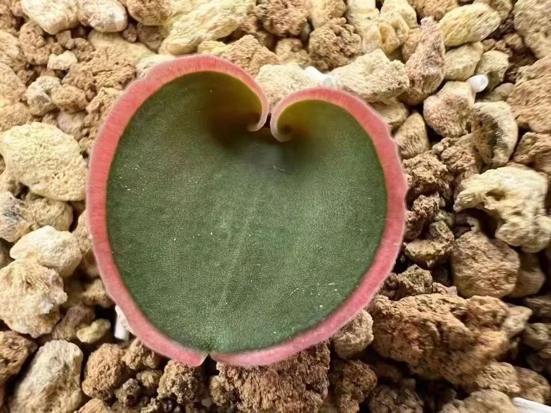789.  Eriospermum capense ssp . capense  1-1.5cm / Caudex  / Succulent plants / Garden landscape / Carefully select healthy plants