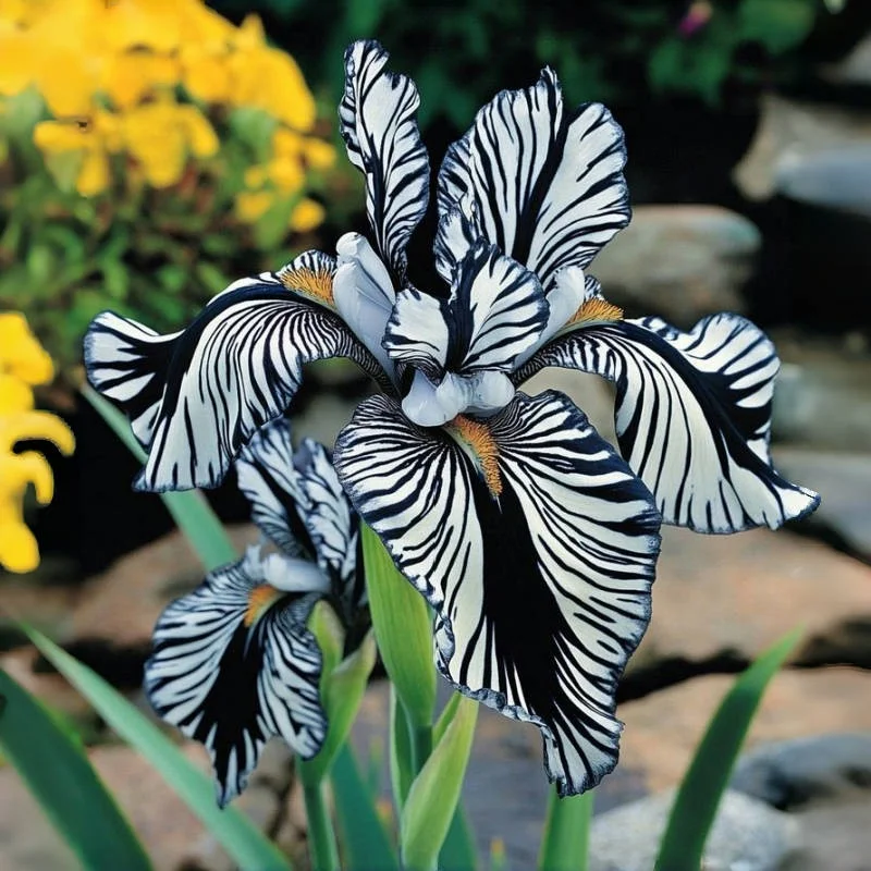 Violet💜-Rare Iris Bulbs⚜️