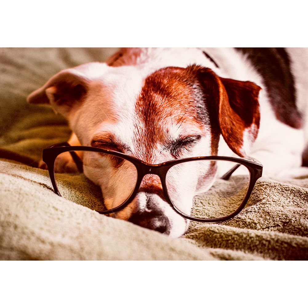 

Glasses Sleeping Dog - 1000 Pieces Jigsaw Puzzle, 501 Original