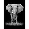 Elephant | Full Round/square Diamond Painting Kits | 50x70cm