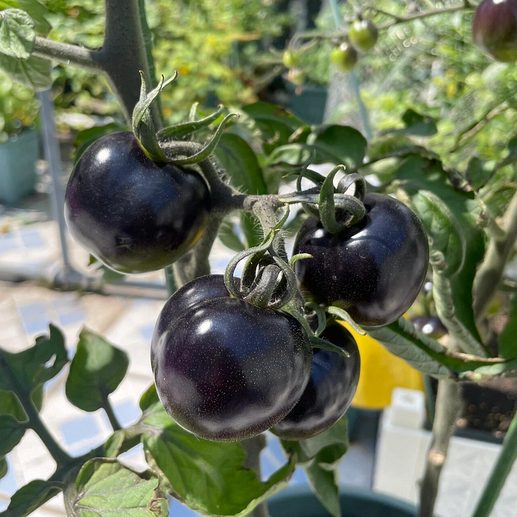 Rare Black Tomato Seeds