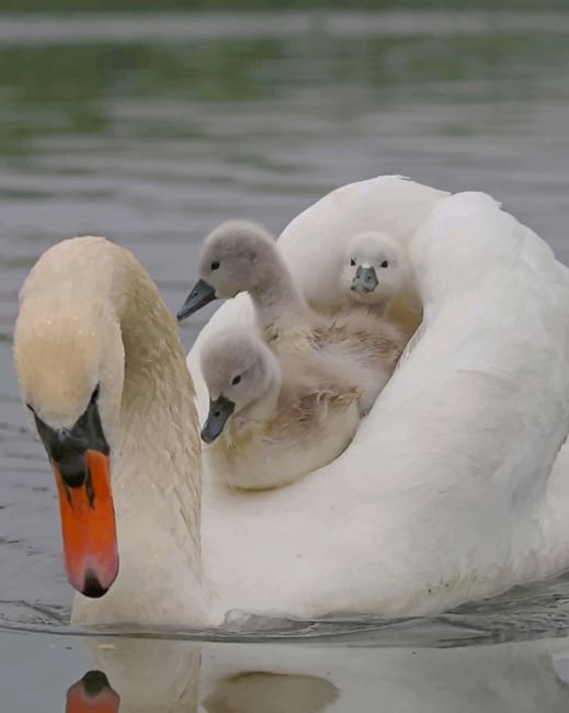 

White Duck With Her Babies – Paint By Numbers - 40*50CM, 501 Original