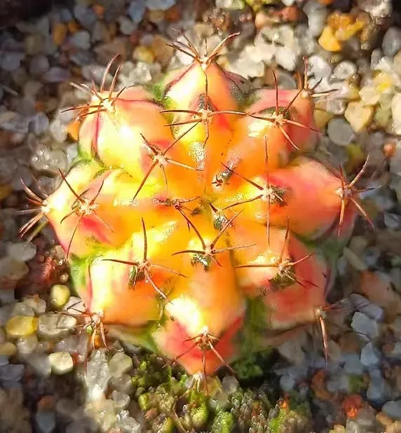plant Aeonium Echeveria Haworthia  Caudex  Lithops Cactus  Agave 
