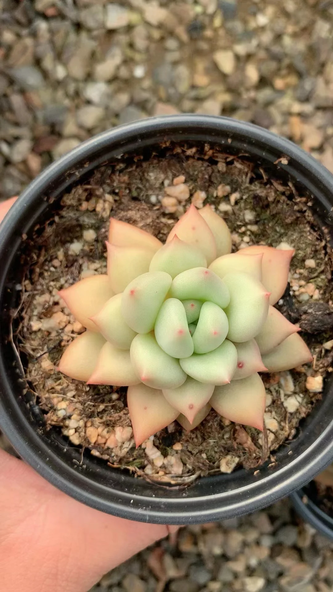 plant Aeonium Echeveria Haworthia  Caudex  Lithops Cactus  Agave 