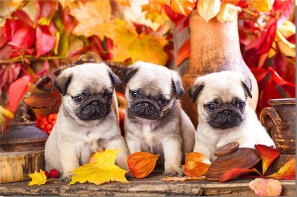 

Baby Pugs – Paint By Numbers - 40*50CM, 501 Original