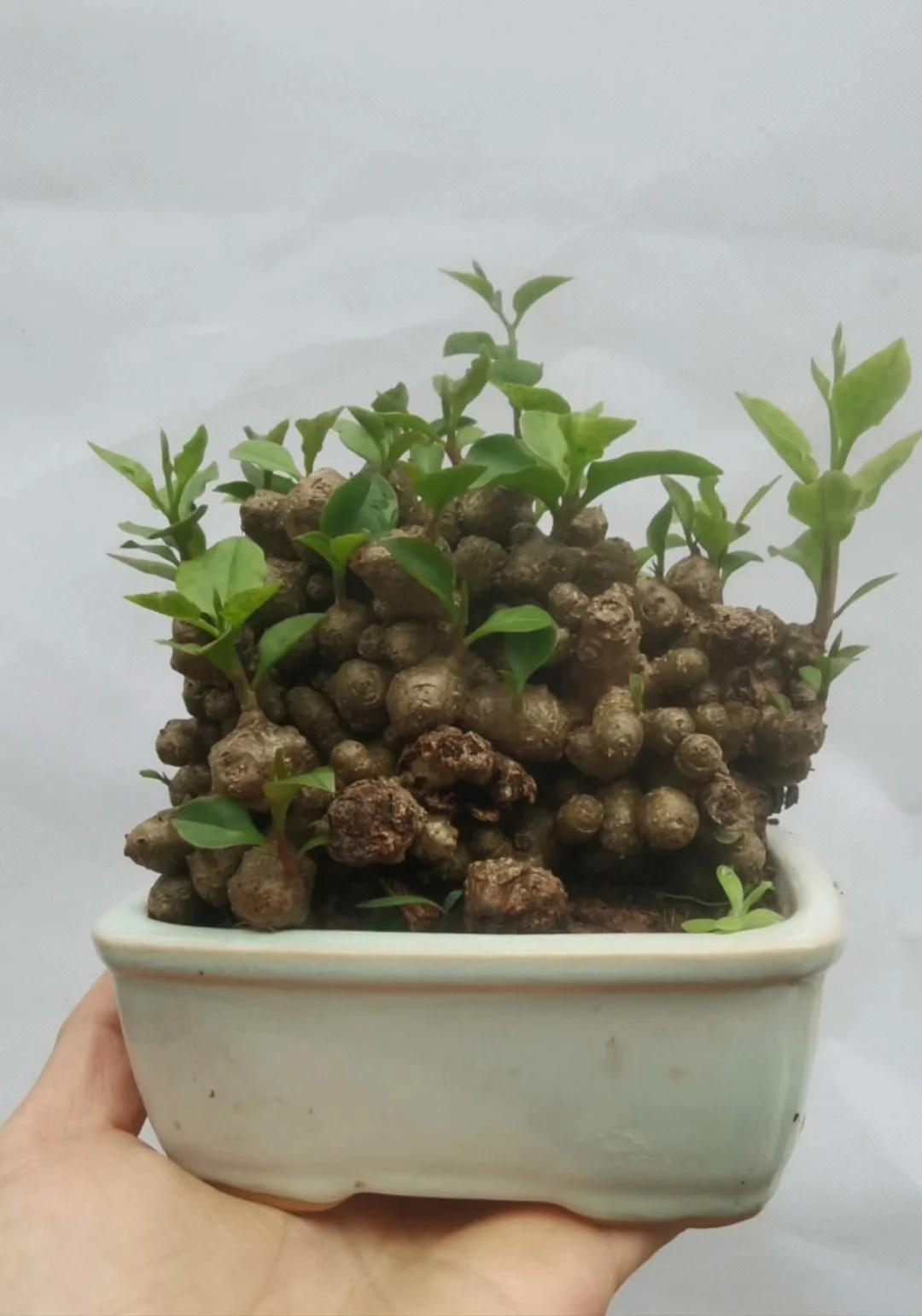 967.Anredera cordifolia 4-6cm/  Caudex / Succulent plants / Garden landscape / Carefully select healthy plants