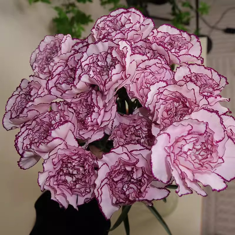 Double-Flowered Mixed Carnation Seeds