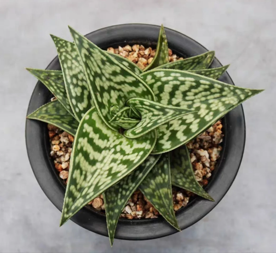 plant Aeonium Echeveria Haworthia  Caudex  Lithops Cactus  Agave 