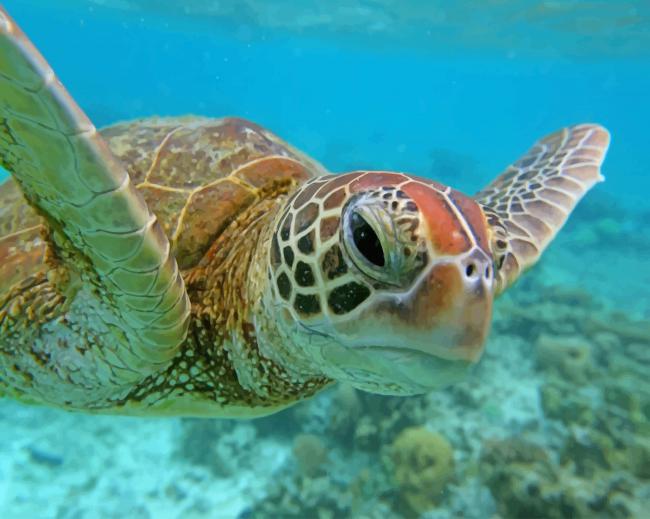 

Sea Turtle in Belize – Paint By Numbers - 40*50CM, 501 Original