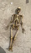 1/6 scale (approximately 12 inches) movable human skeleton model