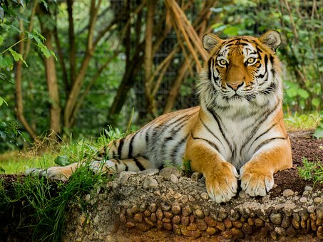 

Tiger At Zoo – Paint By Numbers - 40*50CM, 501 Original