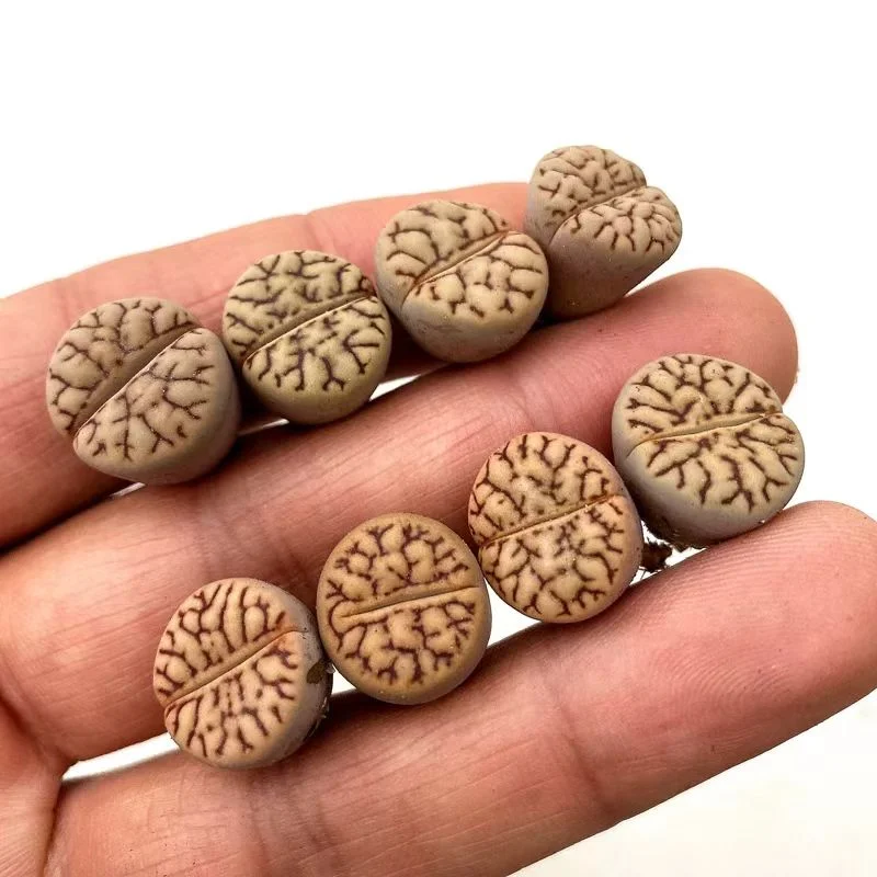 plant Aeonium Echeveria Haworthia  Caudex  Lithops Cactus  Agave 